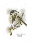 Tufted Titmouse